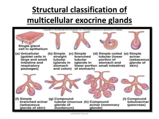 Structural classification of
multicellular exocrine glands
epithelial tissues
 