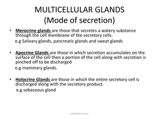 MULTICELLULAR GLANDS
(Mode of secretion)
• Merocrine glands are those that secretes a watery substance
through the cell membrane of the secretory cells.
e.g Salivary glands, pancreatic glands and sweat glands
• Apocrine Glands are those in which secretion accumulates on the
surface of the cell then a portion of the cell along with secretion is
pinched off to be discharged
e.g mammary glands.
• Holocrine Glands are those in which the entire secretory cell is
discharged along with the secretory product.
e.g sebaceous gland
epithelial tissues
 