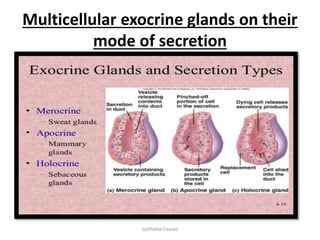 Multicellular exocrine glands on their
mode of secretion
epithelial tissues
 