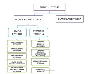 EPITHELIAL TISSUES
MEMBRANOUS EPITHELIA GLANDULAR EPITHELIA
SIMPLE
EPITHELIA
STRATIFIED
EPITHELIA
SIMPLE SQUAMOUS
EPITHELIUM
SIMPLE CUBOIDAL
EPITHELIUM
SIMPLE COLUMNAR
EPITHELIUM
SIMPLE CILIATED
COLUMNAR EPITHELIUM
PSEUDOSTRATIFIED
CILIATED COLUMNAR
EPITHELIUM
STRATIFIED
SQUAMOUS
EPITHELIUM
(KERATINIZED)
STRATIFIED
SQUAMOUS
EPITHELIUM(NON
KERATINIZED)
STRATIFIED CUBOIDAL
EPITHELIUM
TRANSITIONAL
EPITHELIUM
epithelial tissues
 