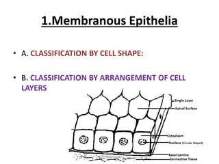 1.Membranous Epithelia
• A. CLASSIFICATION BY CELL SHAPE:
• B. CLASSIFICATION BY ARRANGEMENT OF CELL
LAYERS
epithelial tissues
 