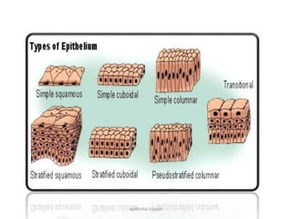 epithelial tissues
 