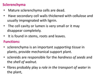Sclerenchyma
• Mature sclerenchyma cells are dead.
• Have secondary cell walls thickened with cellulose and
usually impregnated with lignin.
• The cell cavity or lumen is very small or it may
disappear completely.
• It is found in stems, roots and leaves.
Functions:
• sclerenchyma is an important supporting tissue in
plants, provide mechanical support plant.
• sclereids are responsible for the hardness of seeds and
the shell of walnut.
• fibres probably play a role in the transport of water in
the plant,
 