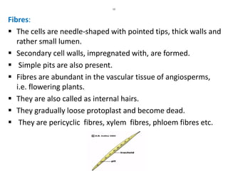 12
Fibres:
 The cells are needle-shaped with pointed tips, thick walls and
rather small lumen.
 Secondary cell walls, impregnated with, are formed.
 Simple pits are also present.
 Fibres are abundant in the vascular tissue of angiosperms,
i.e. flowering plants.
 They are also called as internal hairs.
 They gradually loose protoplast and become dead.
 They are pericyclic fibres, xylem fibres, phloem fibres etc.
 