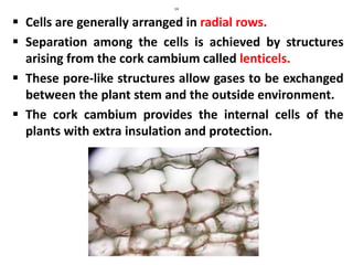 14
 Cells are generally arranged in radial rows.
 Separation among the cells is achieved by structures
arising from the cork cambium called lenticels.
 These pore-like structures allow gases to be exchanged
between the plant stem and the outside environment.
 The cork cambium provides the internal cells of the
plants with extra insulation and protection.
 