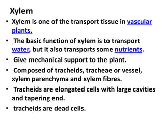 Xylem
• Xylem is one of the transport tissue in vascular
plants.
• The basic function of xylem is to transport
water, but it also transports some nutrients.
• Give mechanical support to the plant.
• Composed of tracheids, tracheae or vessel,
xylem parenchyma and xylem fibres.
• Tracheids are elongated cells with large cavities
and tapering end.
• tracheids are dead cells.
 