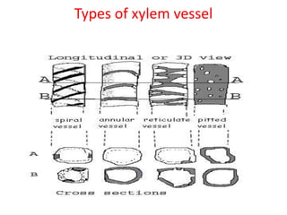 Types of xylem vessel
 