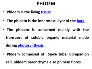 PHLOEM
• Phloem is the living tissue .
• The phloem is the innermost layer of the bark.
• The phloem is concerned mainly with the
transport of soluble organic material made
during photosynthesis.
• Phloem composed of Sieve tube, Companion
cell, phloem parenchyma also phloem fibres.
 