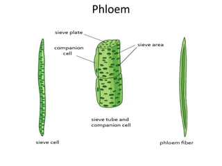 Phloem
 