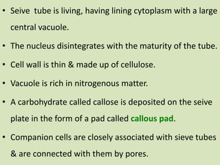 • Seive tube is living, having lining cytoplasm with a large
central vacuole.
• The nucleus disintegrates with the maturity of the tube.
• Cell wall is thin & made up of cellulose.
• Vacuole is rich in nitrogenous matter.
• A carbohydrate called callose is deposited on the seive
plate in the form of a pad called callous pad.
• Companion cells are closely associated with sieve tubes
& are connected with them by pores.
 