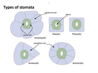 4
Types of stomata
 