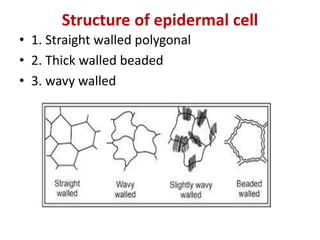Structure of epidermal cell
• 1. Straight walled polygonal
• 2. Thick walled beaded
• 3. wavy walled
 