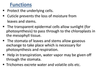 Functions
 Protect the underlying cells.
 Cuticle prevents the loss of moisture from
leaves and stems.
 The transparent epidermal cells allow sunlight (for
photosynthesis) to pass through to the chloroplasts in
the mesophyll tissue.
 The stomata of leaves and stems allow gaseous
exchange to take place which is necessary for
photosynthesis and respiration.
 Help in transpiration, water vapor may be given off
through the stomata.
 Trichomes excrete water and volatile oils etc.
 