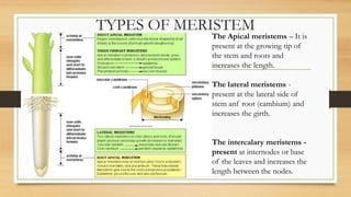 TYPES OF MERISTEM
The Apical meristems – It is
present at the growing tip of
the stem and roots and
increases the length.
The lateral meristems -
present at the lateral side of
stem anf root (cambium) and
increases the girth.
The intercalary meristems -
present at internodes or base
of the leaves and increases the
length between the nodes.
 