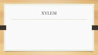 XYLEM
 
