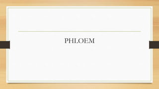 PHLOEM
 