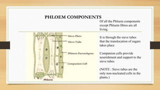 PHLOEM COMPONENTS
Of all the Phloem components
except Phloem fibres are all
living.
It is through the sieve tubes
that the translocation of sugars
takes place
Companion cells provide
nourishment and support to the
sieve tubes
(NOTE : Sieve tubes are the
only non-nucleated cells in the
plants.)
 