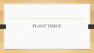 PLANT TISSUE
 