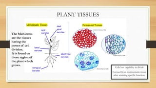 PLANT TISSUES
The Meristems
are the tissues
having the
power of cell
division.
It is found on
those region of
the plant which
grows.
Cells lost capability to divide
Formed from meristematic tissue
after attaining specific function.
 