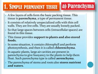 1. SIMPLE PERMANENT TISSUE
 A few layers of cells form the basic packing tissue. This
tissue is parenchyma, a type of permanent tissue.
 It consists of relatively unspecialized cells with thin cell
walls. They are live cells. They are usually loosely packed.
 So that large spaces between cells (intracellular spaces) are
found in this tissue.
 This tissue provides support to plants and also stored
foods.
 In some situation, it contain chlorophyll and perform
photosynthesis, and then it is called chlorenchyma.
 In aquatic plants, large air cavities are present in
parenchyma to give buoyancy to the plants to help them
float. Such parenchyma type is called aerenchyma.
 The parenchyma of stems and roots also stores nutrient
and waters.
a) Parenchyma
 