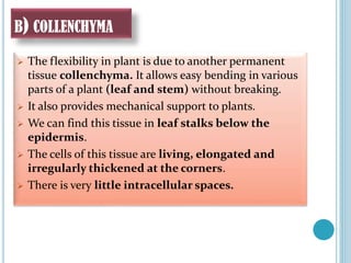 B) COLLENCHYMA
 The flexibility in plant is due to another permanent
tissue collenchyma. It allows easy bending in various
parts of a plant (leaf and stem) without breaking.
 It also provides mechanical support to plants.
 We can find this tissue in leaf stalks below the
epidermis.
 The cells of this tissue are living, elongated and
irregularly thickened at the corners.
 There is very little intracellular spaces.
 