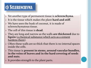 C) SCLERENCHYMA
 Yet another type of permanent tissue is sclerenchyma.
 It is the tissue which makes the plant hard and stiff.
 We have seen the husk of coconut, it is made of
sclerenchymatous tissue.
 The cell of this tissue is dead.
 They are long and narrow as the walls are thickened due to
lignin (a chemical substance which acts as a cement
hardens them).
 Often these walls are so thick that there is no internal spaces
inside the cells.
 This tissue is present in stems, around vascular bundles,
in the veins of leaves and in the hard covering of seeds
and nuts.
 It provides strength to the plant parts.
 