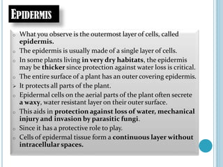 EPIDERMIS
o What you observe is the outermost layer of cells, called
epidermis.
o The epidermis is usually made of a single layer of cells.
o In some plants living in very dry habitats, the epidermis
may be thicker since protection against water loss is critical.
o The entire surface of a plant has an outer covering epidermis.
 It protects all parts of the plant.
o Epidermal cells on the aerial parts of the plant often secrete
a waxy, water resistant layer on their outer surface.
o This aids in protection against loss of water, mechanical
injury and invasion by parasitic fungi.
o Since it has a protective role to play.
o Cells of epidermal tissue form a continuous layer without
intracellular spaces.
 
