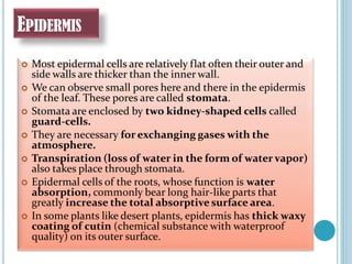 EPIDERMIS
 Most epidermal cells are relatively flat often their outer and
side walls are thicker than the inner wall.
 We can observe small pores here and there in the epidermis
of the leaf. These pores are called stomata.
 Stomata are enclosed by two kidney-shaped cells called
guard-cells.
 They are necessary for exchanging gases with the
atmosphere.
 Transpiration (loss of water in the form of water vapor)
also takes place through stomata.
 Epidermal cells of the roots, whose function is water
absorption, commonly bear long hair-like parts that
greatly increase the total absorptive surface area.
 In some plants like desert plants, epidermis has thick waxy
coating of cutin (chemical substance with waterproof
quality) on its outer surface.
 