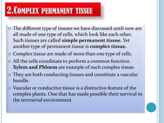 2.COMPLEX PERMANENT TISSUE
 The different type of tissues we have discussed until now are
all made of one type of cells, which look like each other.
Such tissues are called simple permanent tissue. Yet
another type of permanent tissue is complex tissue.
 Complex tissue are made of more than one type of cells.
 All the cells coordinate to perform a common function.
Xylem and Phloem are example of such complex tissue.
 They are both conducting tissues and constitute a vascular
bundle.
 Vascular or conductive tissue is a distinctive feature of the
complex plants. One that has made possible their survival in
the terrestrial environment.
 