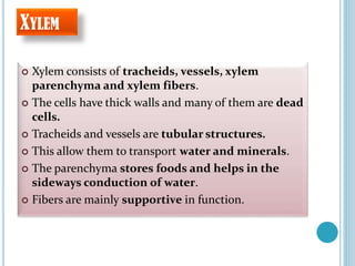 XYLEM
 Xylem consists of tracheids, vessels, xylem
parenchyma and xylem fibers.
 The cells have thick walls and many of them are dead
cells.
 Tracheids and vessels are tubular structures.
 This allow them to transport water and minerals.
 The parenchyma stores foods and helps in the
sideways conduction of water.
 Fibers are mainly supportive in function.
 