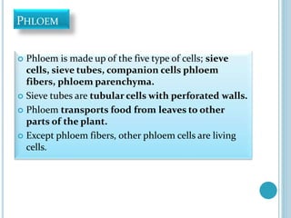 PHLOEM
 Phloem is made up of the five type of cells; sieve
cells, sieve tubes, companion cells phloem
fibers, phloem parenchyma.
 Sieve tubes are tubular cells with perforated walls.
 Phloem transports food from leaves to other
parts of the plant.
 Except phloem fibers, other phloem cells are living
cells.
 