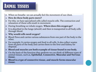 ANIMAL TISSUES
 When we breathe we can actually feel the movement of our chest.
 How do these body parts move?
 For this, we have specialized cells called muscle cells. The contraction and
relaxation of these cells result in movement.
 During breathing we inhale oxygen. Where does this oxygen go?
 It is absorbed in the lungs (alveoli) and then is transported to all body cells
through blood.
 Why would cells need oxygen?
 Blood flows and carries various substances from one part of the body to the
other.
 For example; It carries oxygen and food to all cells. It also collect wastes
from all parts of the body and carries them to the liver and kidney for
disposal.
 Blood and muscles are both example of tissue found in our body.
 On the basis of the function they perform we can think of different types of
animal tissues, such as, Epithelial, Connective, Muscular and Nervous
tissue.
 Blood is a type of connective tissue, and muscle forms muscular
tissue.
 