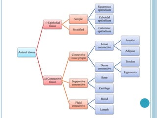 Animal tissue
1) Epithelial
tissue
Simple
Squamous
epithelium
Cuboidal
epithelium
Columnar
epithelium
Stratified
2) Connective
tissue
Connective
tissue proper
Loose
connective
Areolar
Adipose
Dense
connective
Tendon
Ligaments
Supportive
connective
Bone
Cartilage
Fluid
connective
Blood
Lymph
 