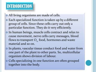 INTRODUCTION
 All living organisms are made of cells.
 Each specialized function is taken up by a different
group of cells. Since these cells carry out only a
particular function. They do it very efficiently.
 In human beings, muscle cells contract and relax to
cause movement, nerve cells carry messages, blood
flows to transport O2, food, hormones and waste
material and so on.
 In plants, vascular tissue conduct food and water from
one part of the plant to other parts. So, multicellular
organism shows division of labour.
 Cells specializing in one function are often grouped
together into the body.
 