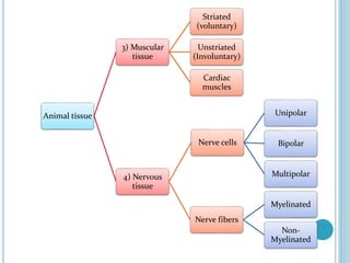 Animal tissue
3) Muscular
tissue
Striated
(voluntary)
Unstriated
(Involuntary)
Cardiac
muscles
4) Nervous
tissue
Nerve cells
Unipolar
Bipolar
Multipolar
Nerve fibers
Myelinated
Non-
Myelinated
 