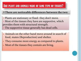 ARE PLANT AND ANIMALS MADE OF SAME TYPE OF TISSUES?
 Animals on the other hand move around in search of
food, mates (Reproduction) and shelter.
 They consume more energy as compared to plants.
 Most of the tissues they contain are living.
Plants are stationary or fixed- they don’t move.
Most of the tissues they have are supportive, which
provides them with structural strength.
The supportive tissue generally has dead cells.
There are noticeable differences between the two:
 
