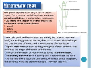 MERISTEMATIC TISSUE
•The growth of plants occurs only in certain specific
regions. This is because the dividing tissue, also known
as meristematic tissue, is located only at these points.
Depending on the region where they are present,
meristematic tissues are classified as:
A. Apical
B. Lateral
C. Intercalary
New cells produced by meristem are initially like those of meristem
itself, but as they grow and mature, their characteristics slowly change
and they become differentiated as components of other tissues.
Apical meristem is present at the growing tips of stem and roots and
increases the length of the stem and the root.
The girth of the stem or root increases due to lateral meristem.
Intercalary meristem seen in some plants is located near the node.
As the cells of this tissue are very active, they have dense cytoplasm,
thin cellulose walls and prominent nuclei. They lack vacuoles.
 