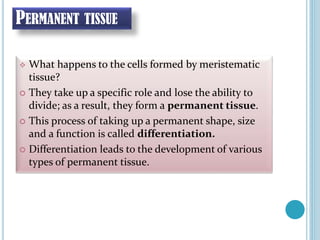 PERMANENT TISSUE
 What happens to the cells formed by meristematic
tissue?
 They take up a specific role and lose the ability to
divide; as a result, they form a permanent tissue.
 This process of taking up a permanent shape, size
and a function is called differentiation.
 Differentiation leads to the development of various
types of permanent tissue.
 