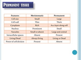 PERMANENT TISSUE
Features Meristematic Permanent
Cell size Small Large
Cell wall Thin Thick
Cytoplasm Rich As a layer along cell
Nucleus Prominent Small
Vacuoles Small or absent Large and central
Intracellular spaces Absent Present
Living/Dead Always living Living or Dead
Power of cell division Present Absent
 