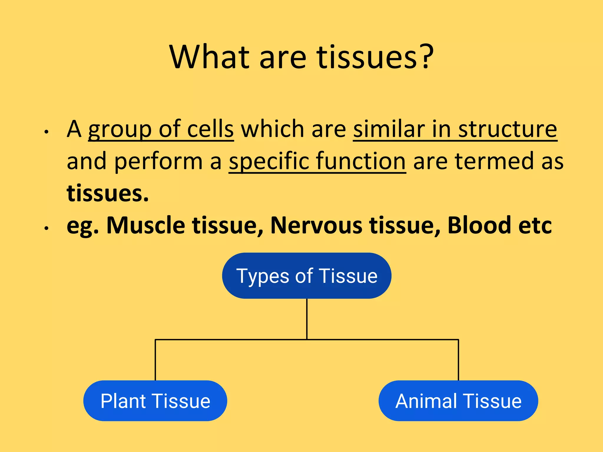 Tissues | PPTX