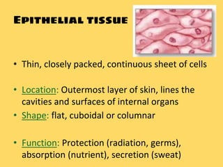Tissues | PPTX