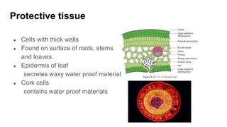 Protective tissue
● Cells with thick walls
● Found on surface of roots, stems
and leaves.
● Epidermis of leaf
secretes waxy water proof material
● Cork cells
contains water proof materials
 