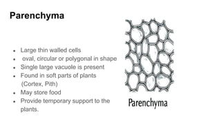 Parenchyma
● Large thin walled cells
● oval, circular or polygonal in shape
● Single large vacuole is present
● Found in soft parts of plants
(Cortex, Pith)
● May store food
● Provide temporary support to the
plants.
 