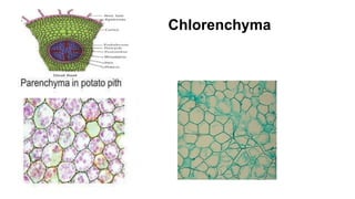 Chlorenchyma● Parenchyma
 