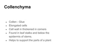 Collenchyma
● Collen - Glue
● Elongated cells
● Cell wall in thickened in corners
● Found in leaf stalks and below the
epidermis of stems.
● Helps to support the parts of a plant
 