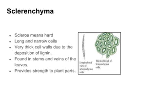 Sclerenchyma
● Scleros means hard
● Long and narrow cells
● Very thick cell walls due to the
deposition of lignin.
● Found in stems and veins of the
leaves.
● Provides strength to plant parts.
 