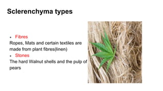 Sclerenchyma types
● Fibres
Ropes, Mats and certain textiles are
made from plant fibres(linen)
● Stones
The hard Walnut shells and the pulp of
pears
 