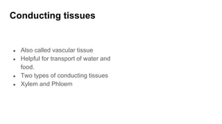 Conducting tissues
● Also called vascular tissue
● Helpful for transport of water and
food.
● Two types of conducting tissues
● Xylem and Phloem
 