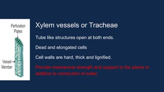 Xylem vessels or Tracheae
Tube like structures open at both ends.
Dead and elongated cells
Cell walls are hard, thick and lignified.
Provide mechanical strength and support to the plants in
addition to conduction of water.
 