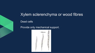 Xylem sclerenchyma or wood fibres
Dead cells
Provide only mechanical support.
 